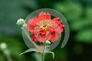 Scarlet avens Geum chiloense Mrs. Bradshaw, flower close-up photo